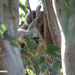 rubber legs by koalagardens