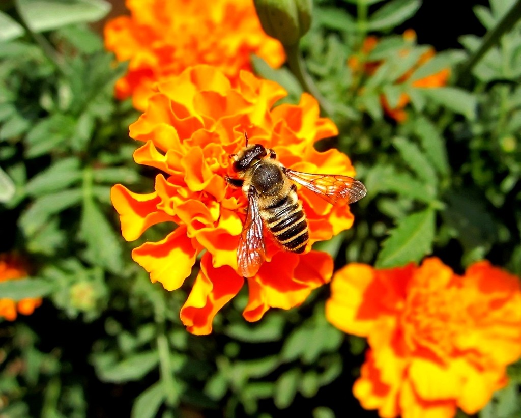 Pčela na cvijetu by vesna0210
