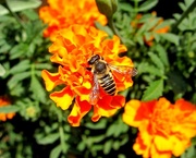 14th Aug 2017 - Pčela na cvijetu