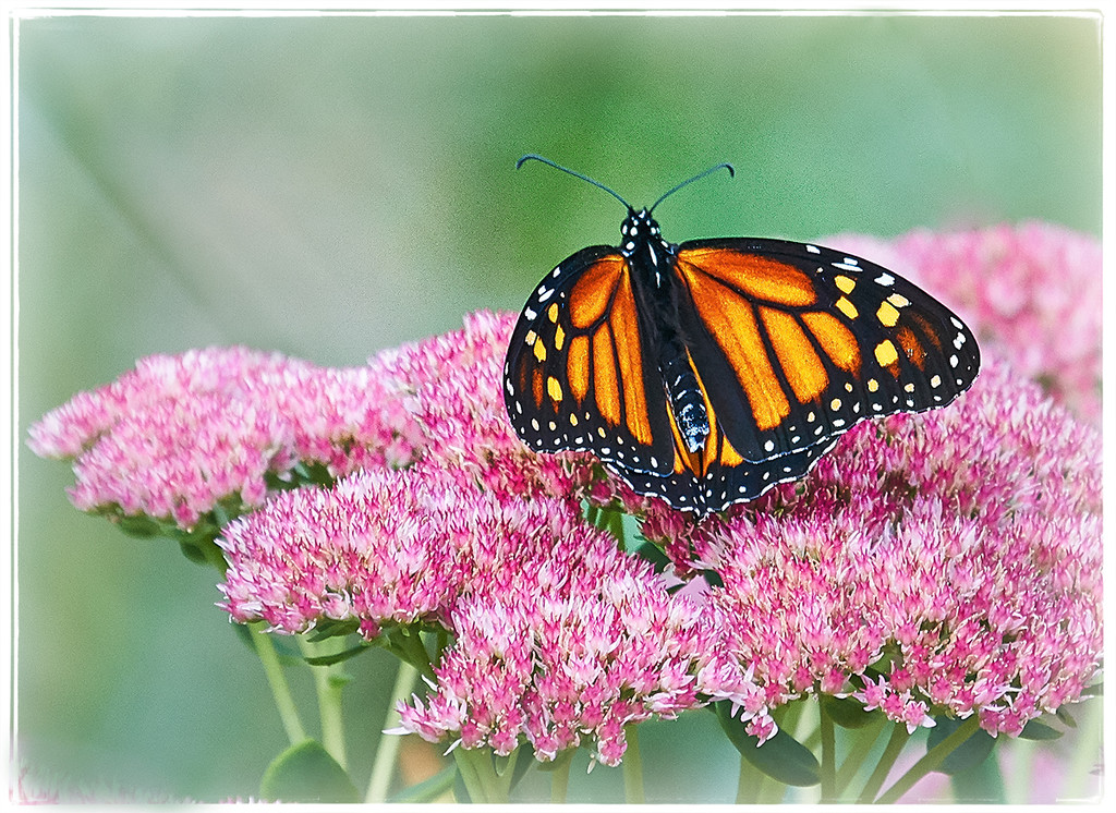 Soft Monarch  by gardencat
