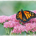 Soft Monarch  by gardencat