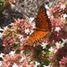 The Butterfly Garden by linnypinny