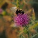 Busy Bee by selkie
