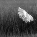 Egrets at Chincoteague by shesnapped
