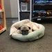 Planet Dog's Pug in Portland, Maine by clay88