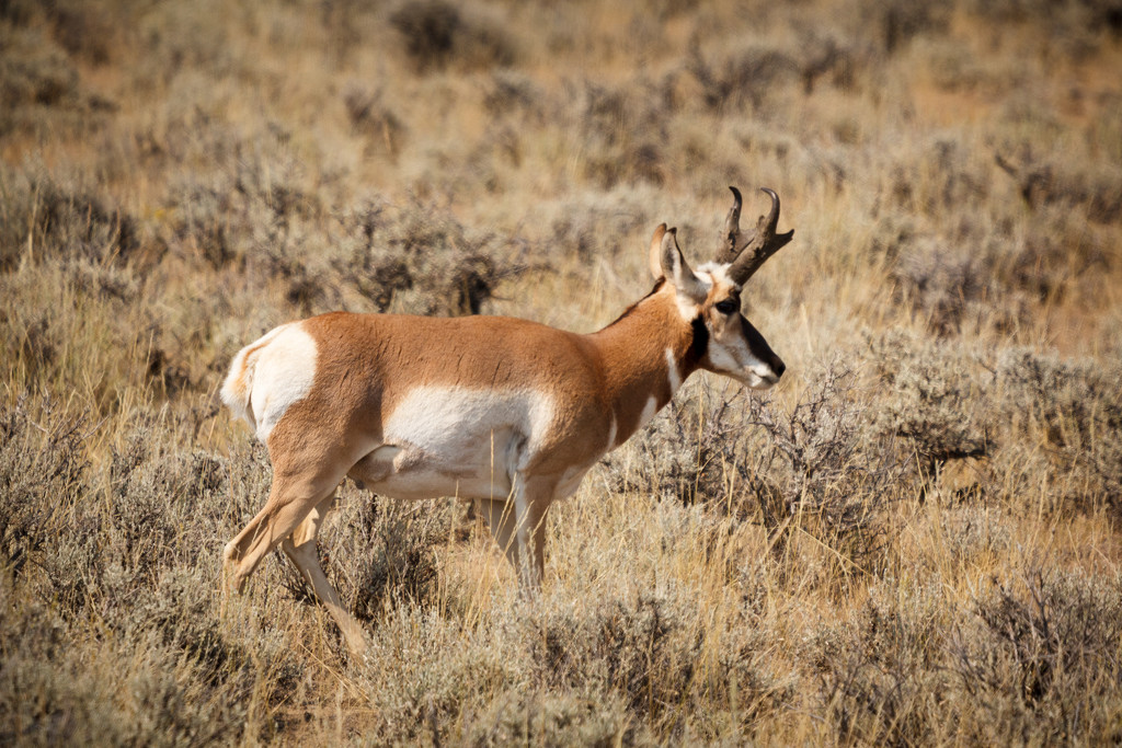 Pronghorn Antelope by swchappell