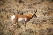 1st Sep 2017 - Pronghorn Antelope