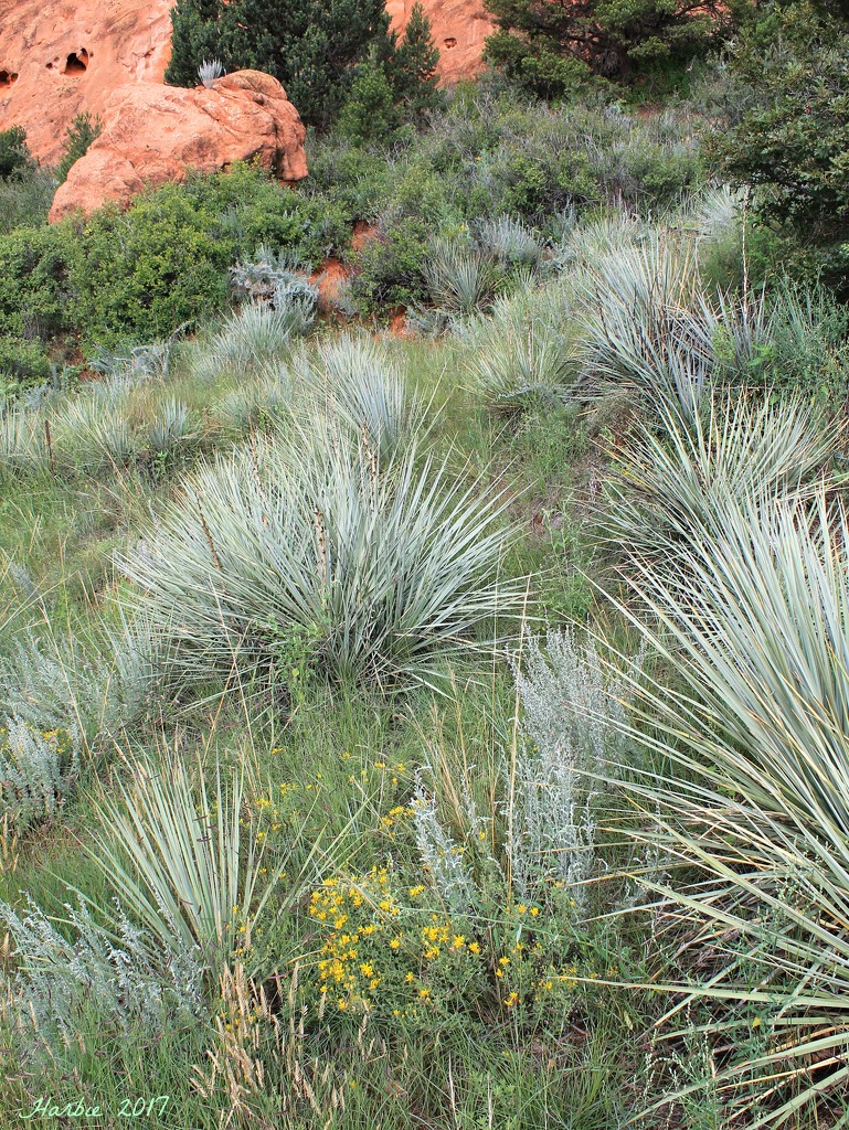 Yucca Plants by harbie