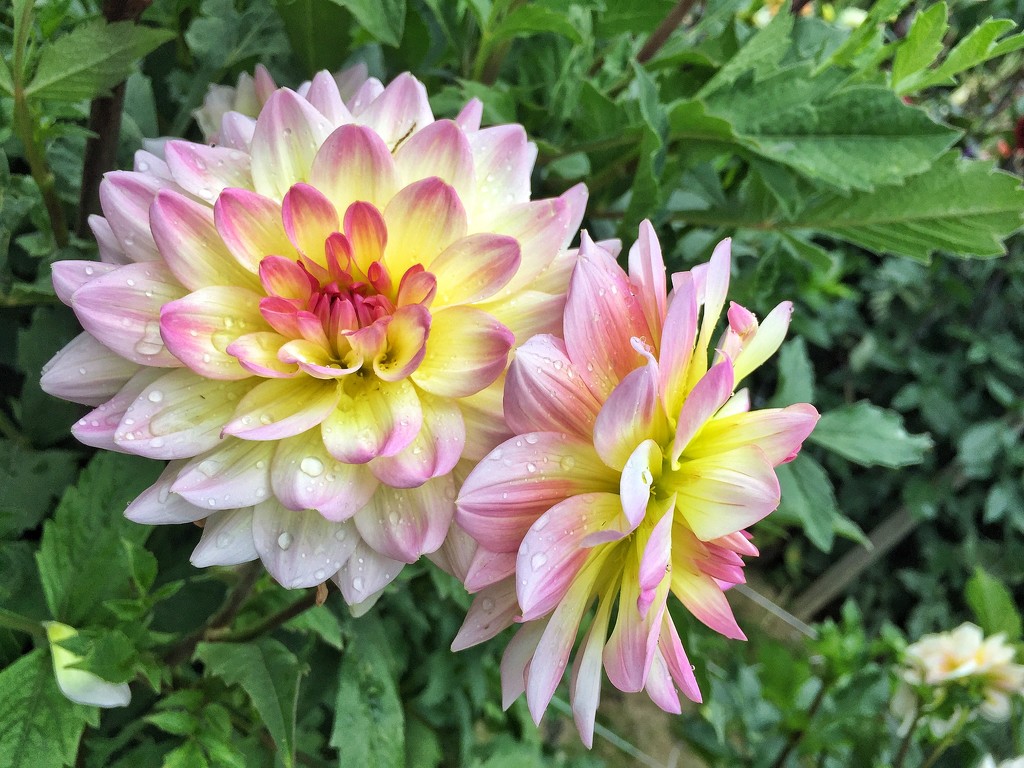 Yellow and pink dahlia. by cocobella