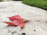 20th Sep 2017 - First Signs of Fall