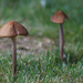 Little toadstools by mittens