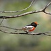 Red capped robin by judithdeacon