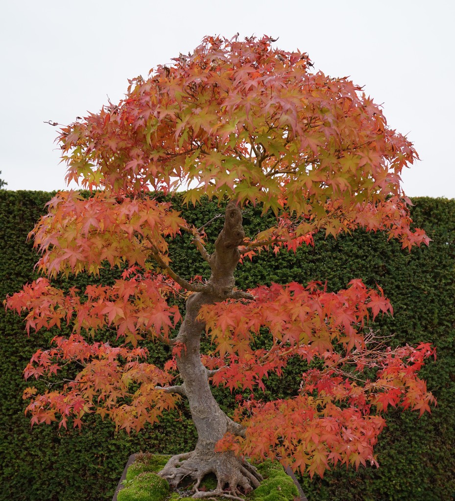 Autumn bonsai by mattjcuk