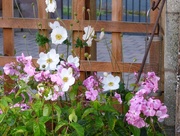 21st Sep 2017 - Phlox and anemones 