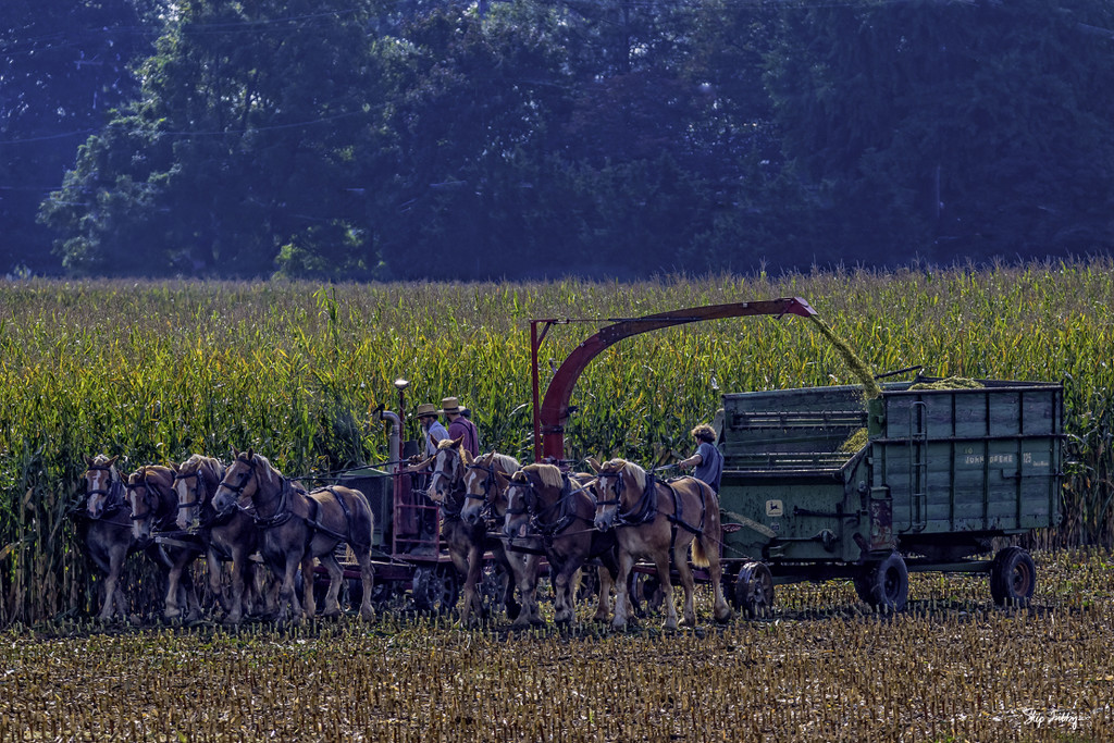 Bringing in the Sheaves by skipt07