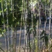 Blue Bamboo  by gratitudeyear