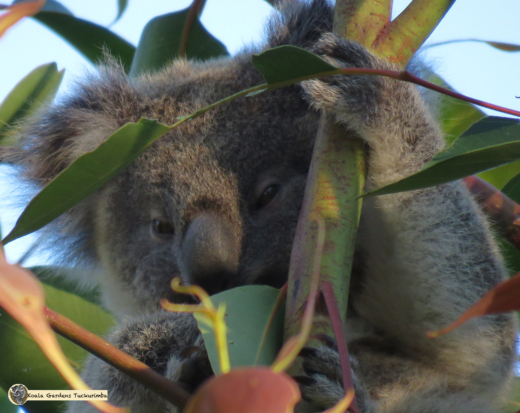 still here by koalagardens