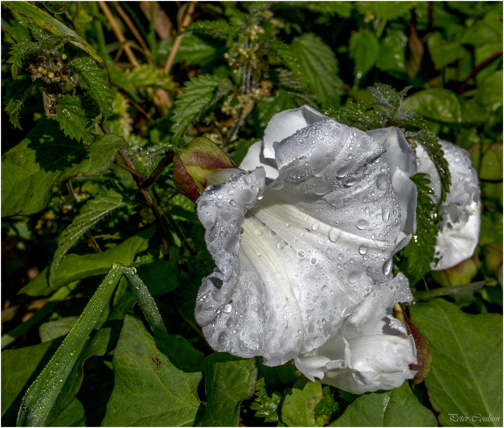 Wild Bindweed by pcoulson