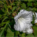 Wild Bindweed by pcoulson
