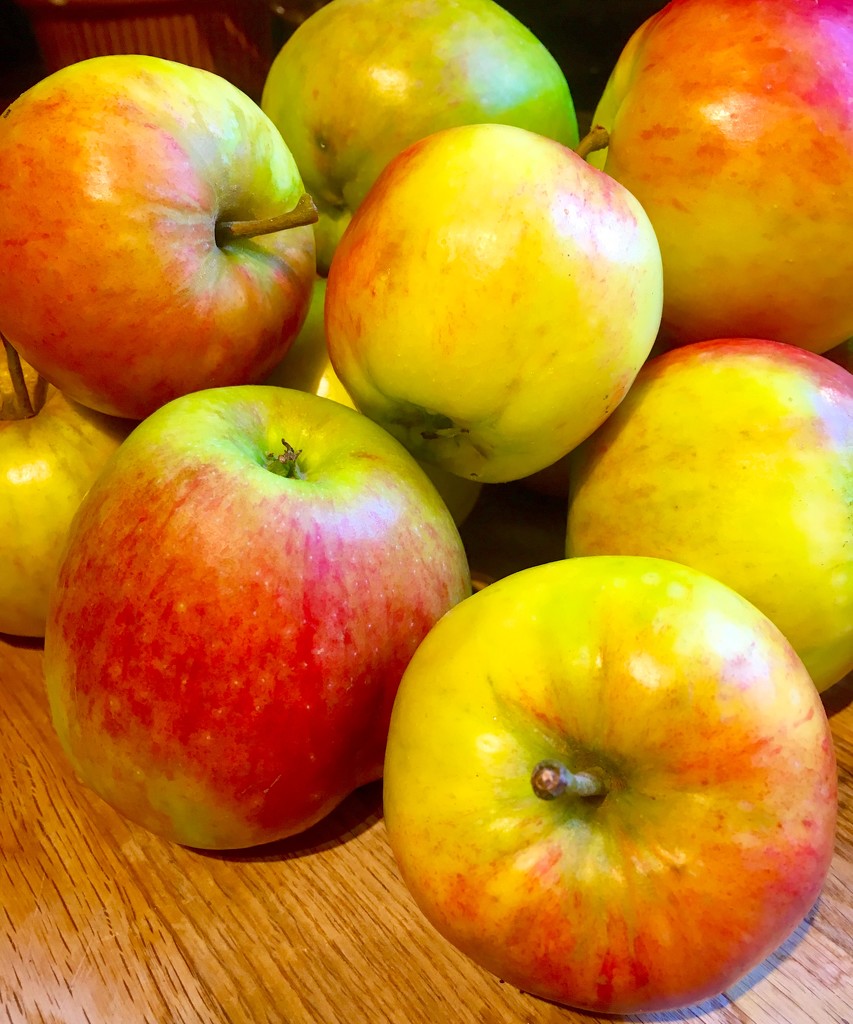 Apple harvest  by 365projectdrewpdavies