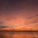 Canada Geese flying through the Sunrise  by radiogirl