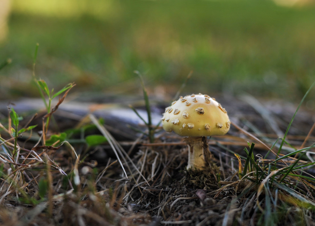 Yellow Mushroom 3 by loweygrace