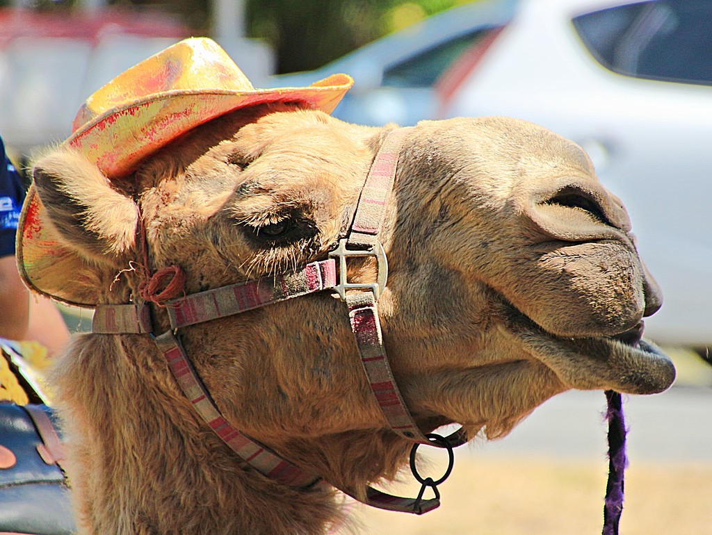 Cool dude camel by kiwinanna