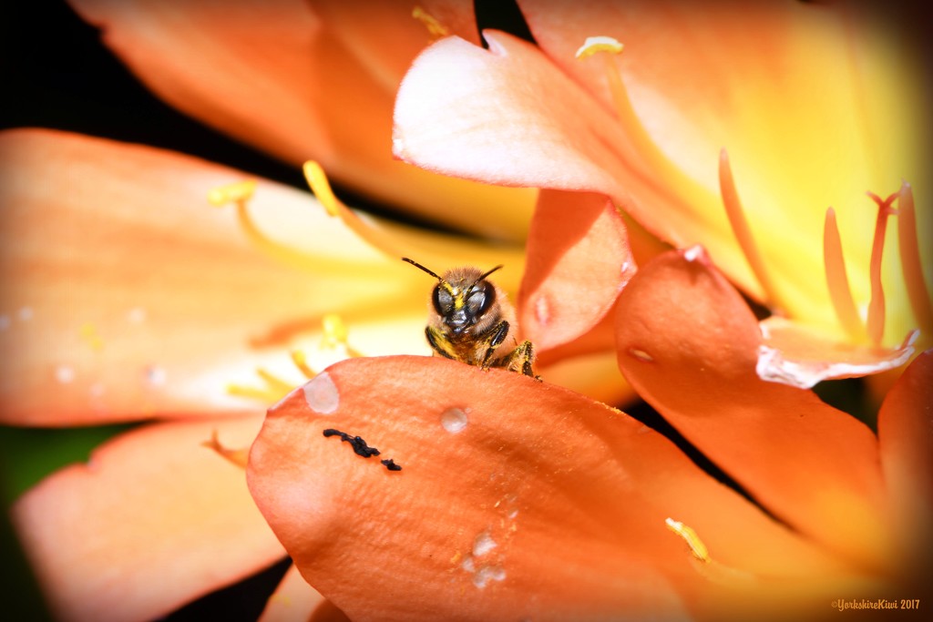 Bee and a Clivia by yorkshirekiwi
