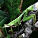 Praying Mantis by gardenfolk