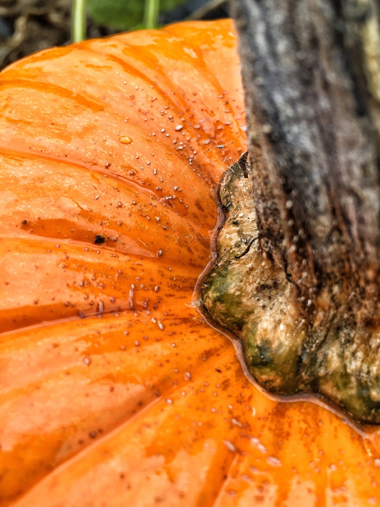 Pumpkin close up. by cocobella