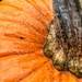 Pumpkin close up. by cocobella