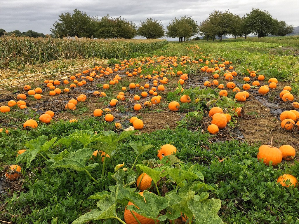 Field of pumpkins. by cocobella