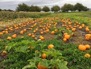 22nd Sep 2017 - Field of pumpkins.