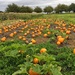 Field of pumpkins. by cocobella