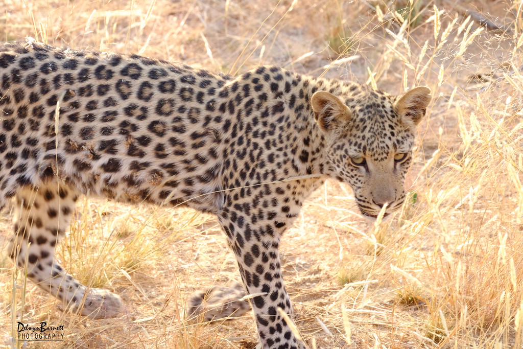 Leopard cub by dkbarnett