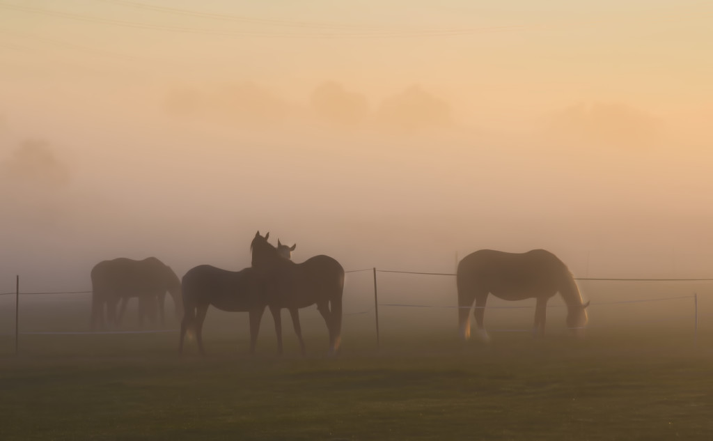 horses at dawn by shepherdmanswife