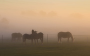 21st Sep 2017 - horses at dawn