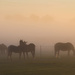 horses at dawn by shepherdmanswife
