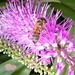Busy bee by bigmxx