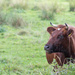 Cow in field by leonbuys83