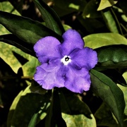 22nd Sep 2017 - One Purple Flower ~