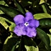 One Purple Flower ~ by happysnaps