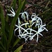 White Spider Lilies ~ by happysnaps