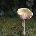 Yellow Mushroom 4 by loweygrace