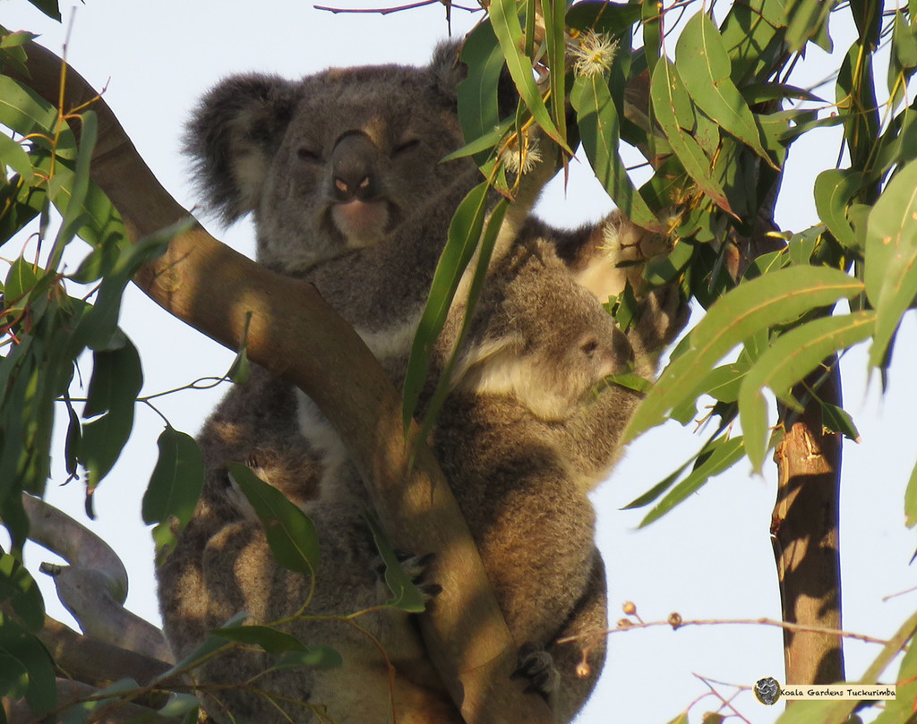 in easy reach by koalagardens