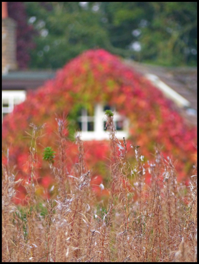 it's beginning to look a lot like .... Autumn by jokristina