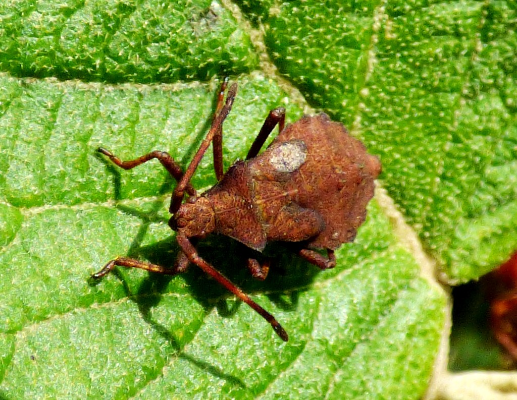 Dock Bug - Coreus marginatus  by julienne1