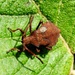 Dock Bug - Coreus marginatus  by julienne1