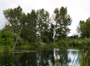 21st Sep 2017 - Pond in Magnuson Park