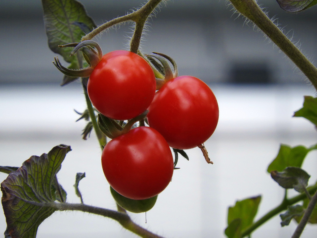 Three Cherry Tomatoes by seattlite